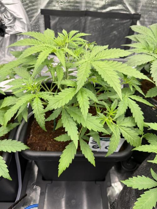 Auto pot run #1. Week 4