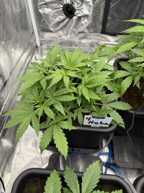 Auto pot run #1. Week 4