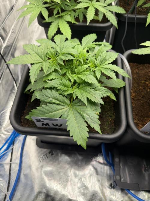 Auto pot run #1. Week 4