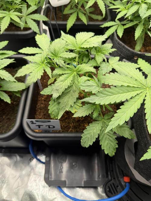 Auto pot run #1. Week 4