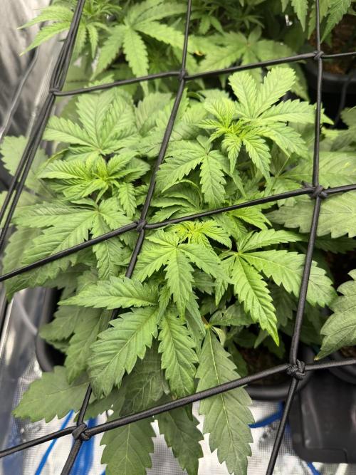 Auto pot run #1. Week 4