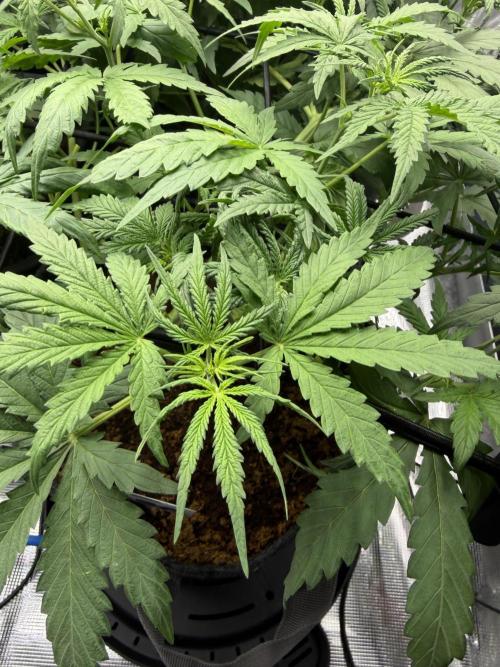Auto pot run #1. Week 4