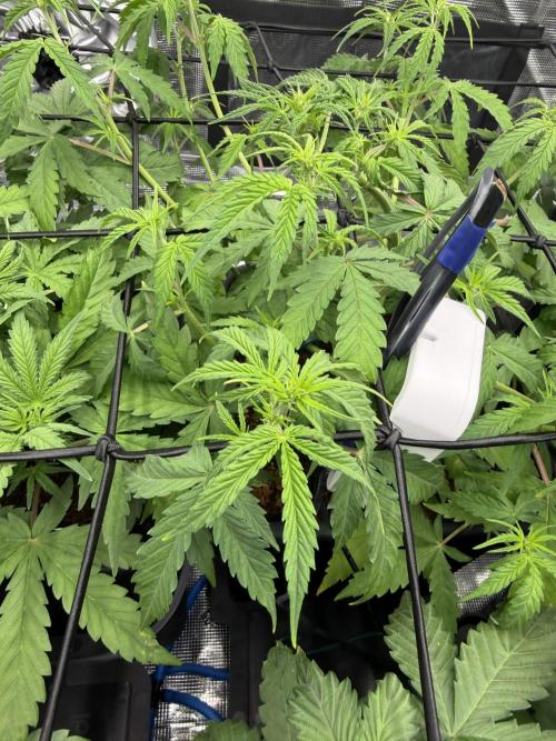 Auto pot run #1. Week 4