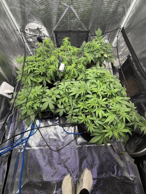 Auto pot run #1. Week 4