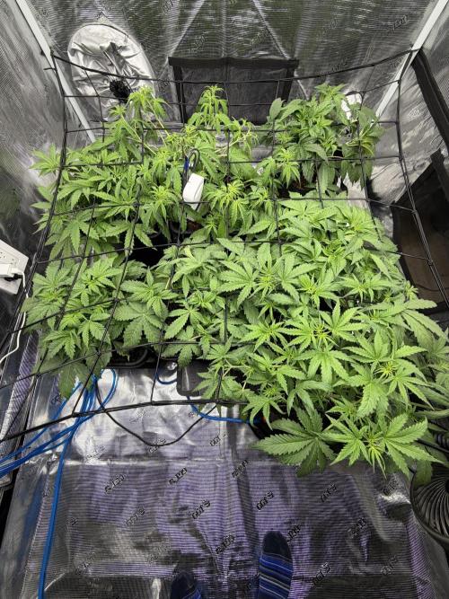 Auto pot run #1. Week 4