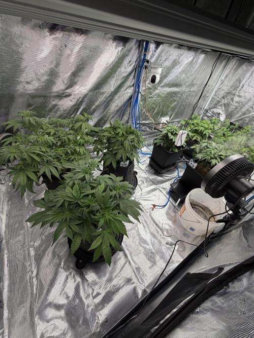 Auto pot run #1. Week 5