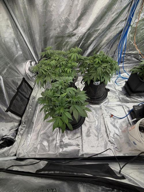 Auto pot run #1. Week 5