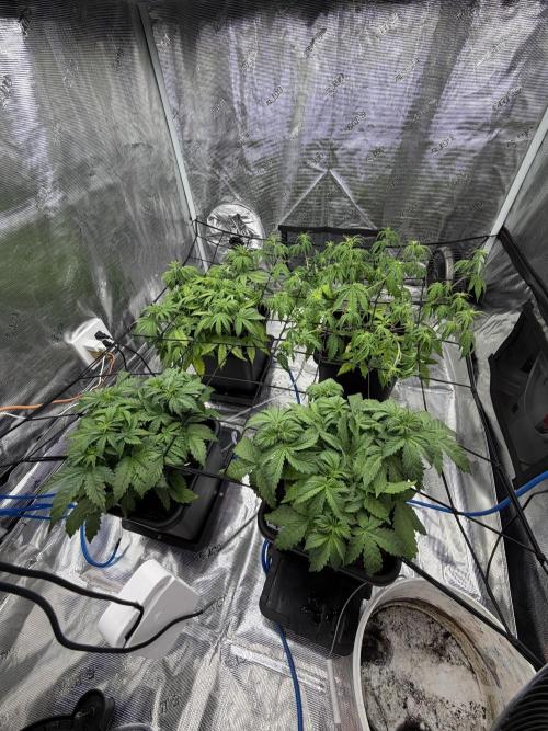 Auto pot run #1. Week 5