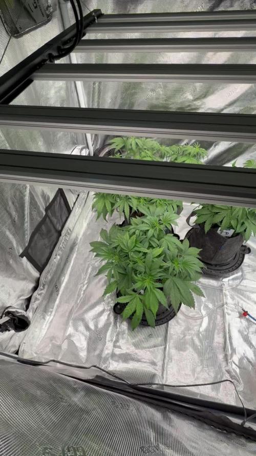 Auto pot run #1