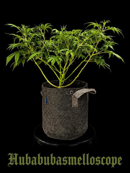 Auto pot run #1. Week 5