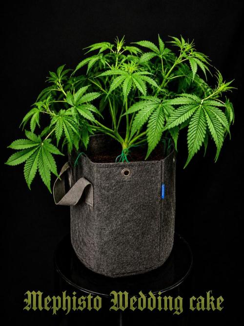 Auto pot run #1. Week 5