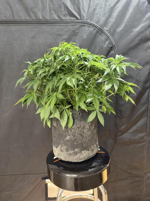 Auto pot run #1. Week 6 - Jour 35 Toof Decay avant le lollipopping