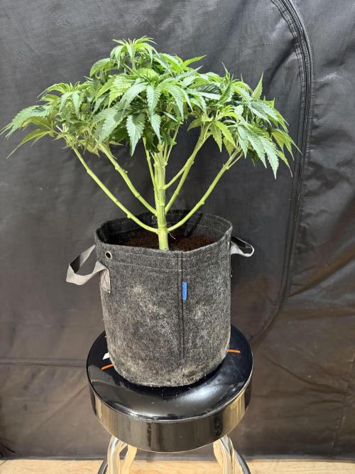 Auto pot run #1. Week 6 - Jour 35 Toof Decay après le lollipopping