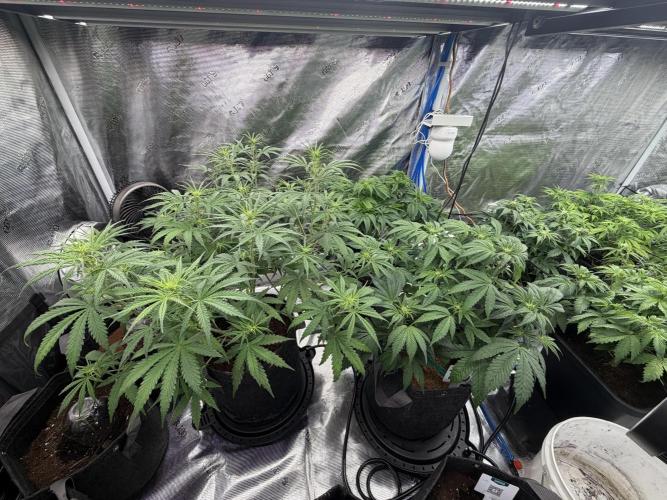 Auto pot run #1. Week 6 - Jour 35, côté gauche de la 4x8