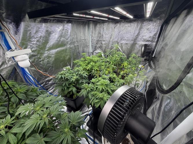 Auto pot run #1. Week 6 - Jour 35, côté droit de la 4x8