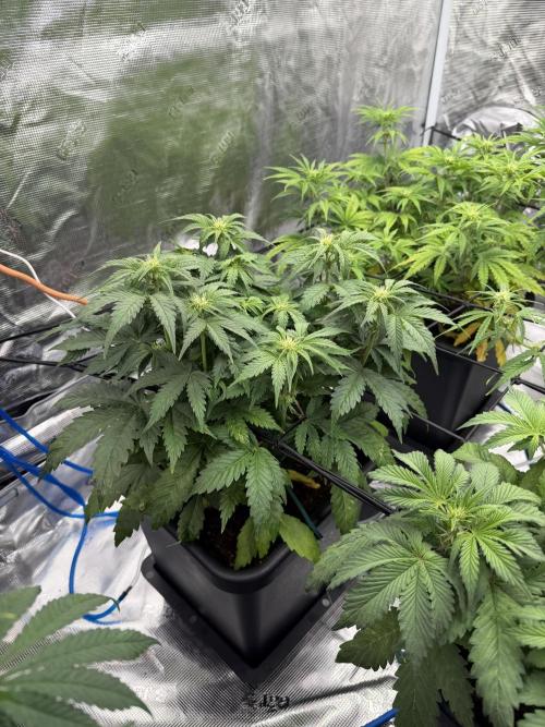 Auto pot run #1. Week 6 - Jour 35, Toof Decay avant le lollipopping