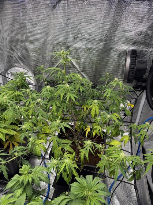 Auto pot run #1. Week 6 - Jour 35, Gorilla cookies, le plus rapide en floraison, déjà commencé sont stetch