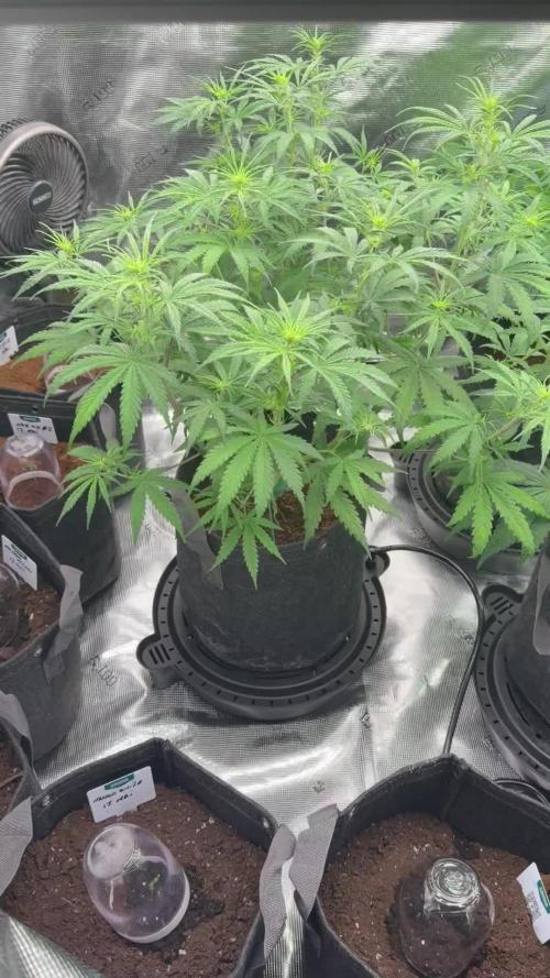 Auto pot run #1