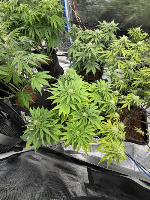 Auto pot run #1. Week 7