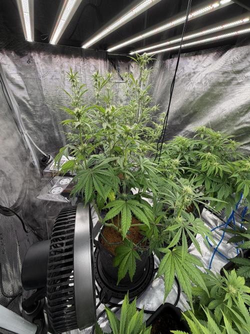 Auto pot run #1. Week 7
