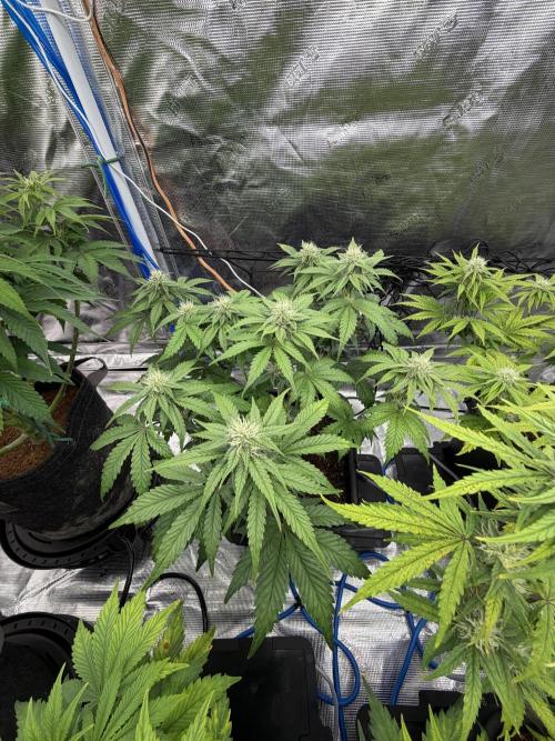 Auto pot run #1. Week 7