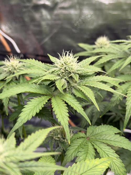 Auto pot run #1. Week 7