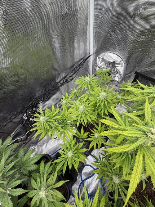 Auto pot run #1. Week 7
