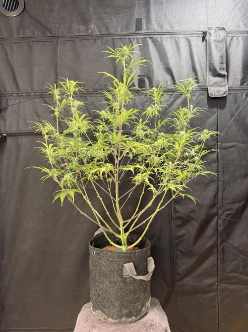 Auto pot run #1. Week 7