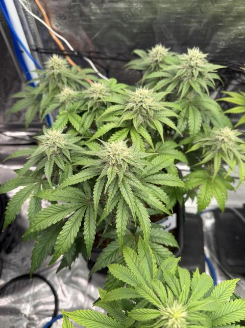 Auto pot run #1. Week 8