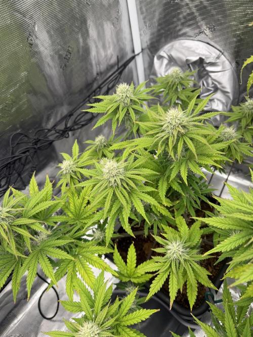 Auto pot run #1. Week 8