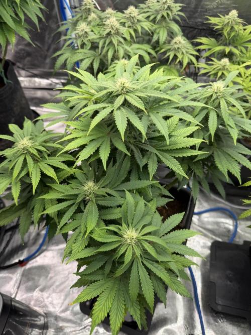 Auto pot run #1. Week 8