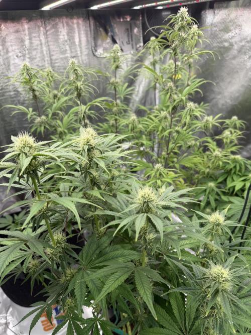 Auto pot run #1. Week 8