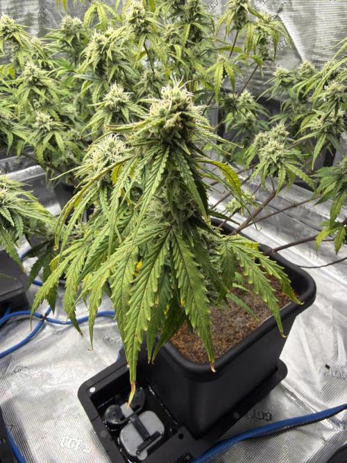 Auto pot run #1. Week 8