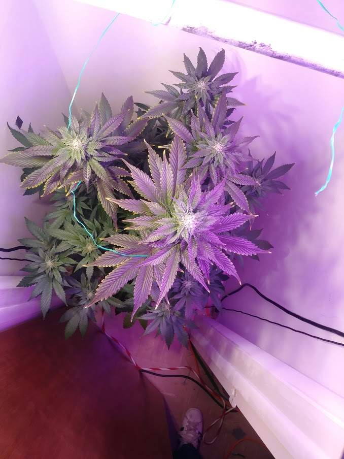 Grow Ice Cream Cake online - Amsterdam - safe