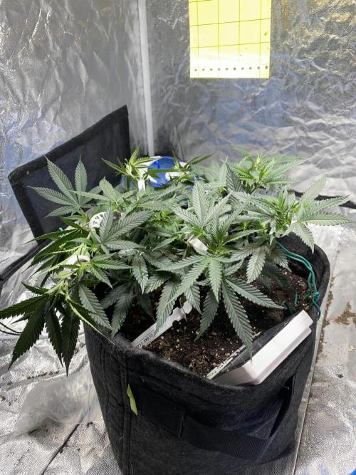 Permanent Marker clone. Week 12