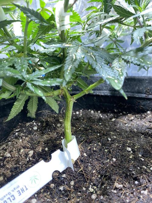 Permanent Marker clone. Week 12