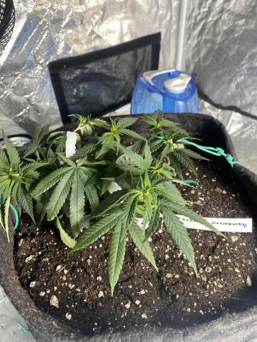 Permanent Marker clone. Week 12