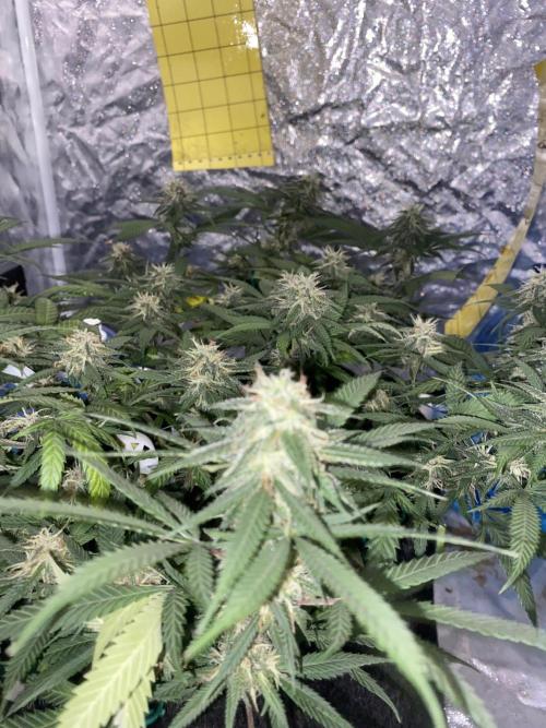 Permanent Marker clone. Week 17