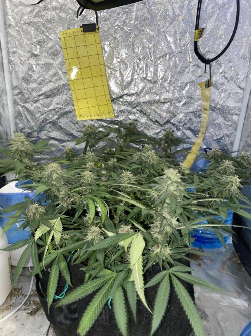 Permanent Marker clone. Week 17