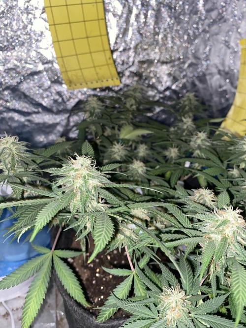 Permanent Marker clone. Week 17