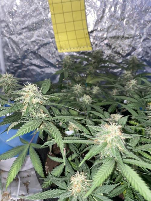 Permanent Marker clone. Week 17