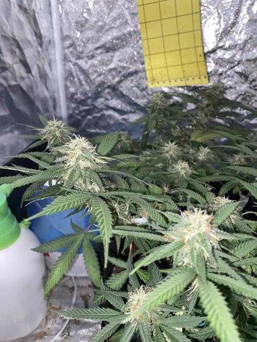 Permanent Marker clone. Week 17
