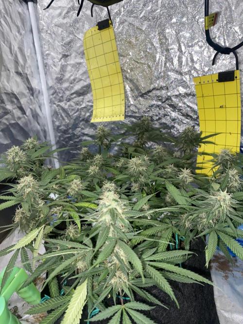 Permanent Marker clone. Week 18