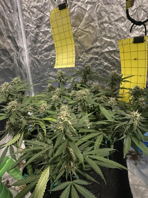 Permanent Marker clone. Week 18