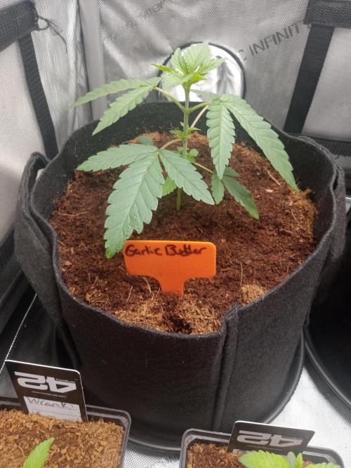 Garlic budder. Week 0