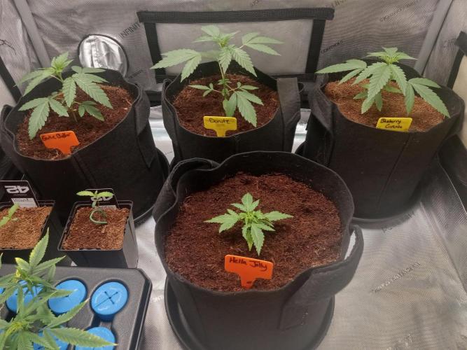 Garlic Budder. Week 0