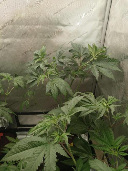 Garlic budder. Week 4