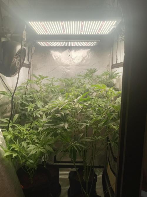 Garlic Budder. Week 5