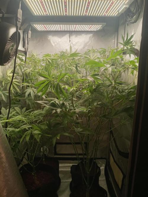Garlic budder. Week 6