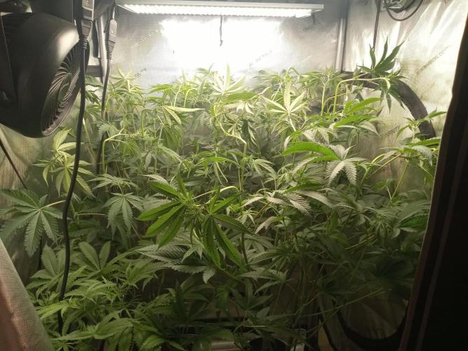 Garlic Budder. Week 6
